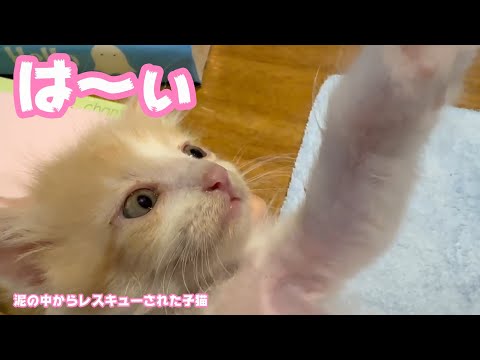 は～い あたちとっても良い子ニャン 泥の中からレスキューされた子猫 モグ 2025 05 25 1(YouTube)