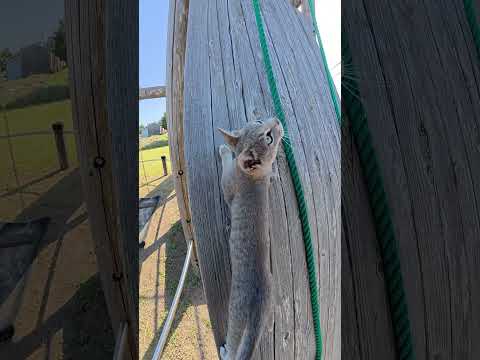 ほぼ垂直な壁をエッホエッホと登る灰色猫 #猫 #cat #ネコ(YouTube)