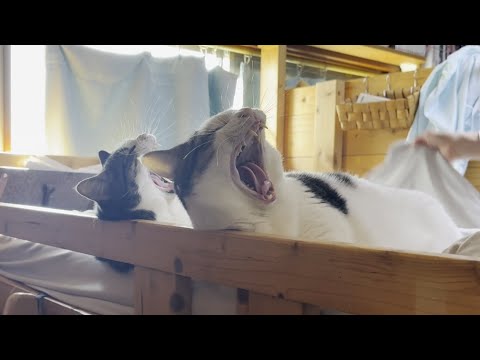 シーツの取り換えを退かずに見守る猫(YouTube)