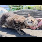 キジトラ猫が神社の階段をトコトコと登ってモフられにやって来た(YouTube)