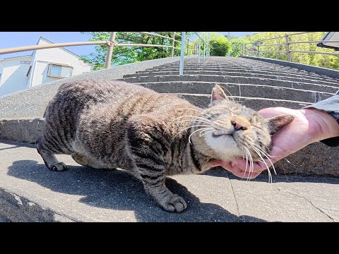 キジトラ猫が神社の階段をトコトコと登ってモフられにやって来た(YouTube)