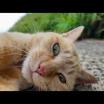 海沿いの道で出会った猫がかわい過ぎる(YouTube)