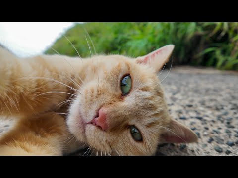 海沿いの道で出会った猫がかわい過ぎる(YouTube)