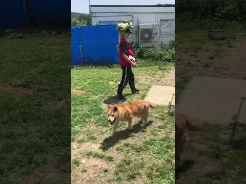 オモロイおばちゃん(YouTube)