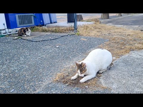 感動猫動画 のライブ配信(YouTube)