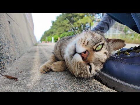 防波堤にいた猫ちゃん、ナデナデすると足元にスリスリしてきてカワイイ(YouTube)