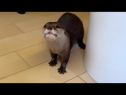 ジャーキー専用ハウスにカワウソをご招待！ 笑 Otter are invited to a special house for jerky! LOL!(YouTube)