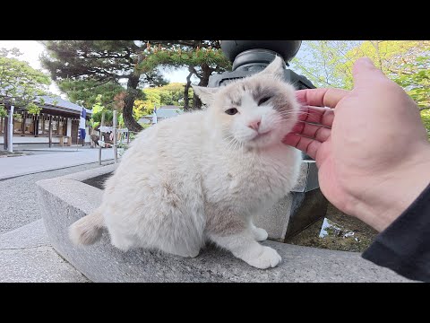 タヌキ猫が大好きな黒猫と一緒に神社の境内でデートする(YouTube)