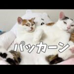 すんごいポーズで仲良く寝てる男子チーム(YouTube)