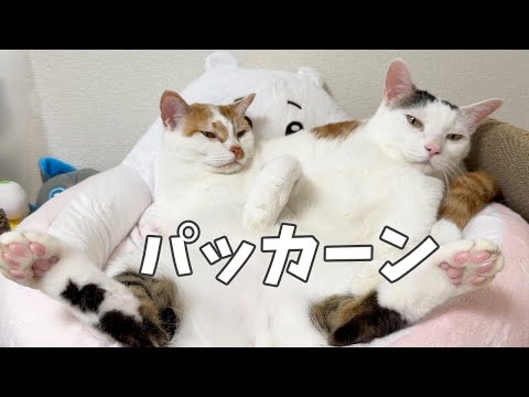 すんごいポーズで仲良く寝てる男子チーム(YouTube)