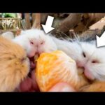 モルモット、エサが美味しすぎて口角が上がりっぱなしww(YouTube)