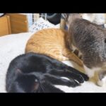 すっごく仲良しなのにそっちに行っちゃうの～の黒猫君が可愛すぎます(YouTube)
