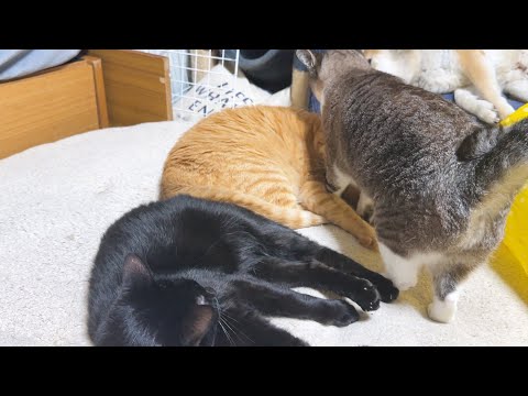 すっごく仲良しなのにそっちに行っちゃうの～の黒猫君が可愛すぎます(YouTube)