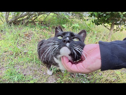 白髪まじりのおじいちゃんタキシード猫をモフる(YouTube)