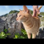 海が見える崖の上に上ると猫が遠くから駆け寄ってきた(YouTube)