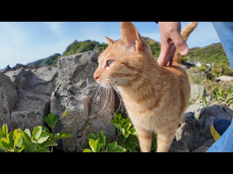 海が見える崖の上に上ると猫が遠くから駆け寄ってきた(YouTube)