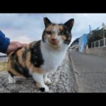猫島で防波堤に座ると三毛猫が駆け寄ってきて隣に座ってきた(YouTube)