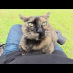 サビ猫ちゃんが人間のひざに座って上目遣いで甘えてきた(YouTube)