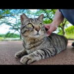 公園の猫ちゃん、撫でられながらも遠くの鳥が気になるみたい(YouTube)