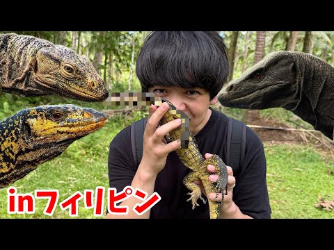フィリピンの山奥に【世界に3種類しかいない】果物を食べるオオトカゲを探しに行った結果…とんでもないオオトカゲも見つけちゃいました(YouTube)