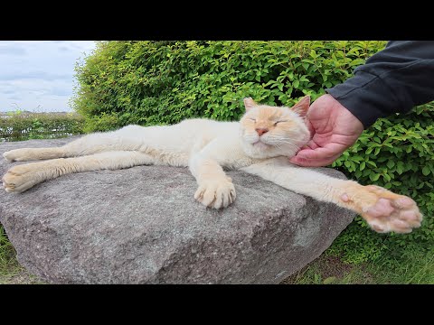 薄茶シロ猫ちゃんが岩の上で夕陽を浴びながらお昼寝する(YouTube)