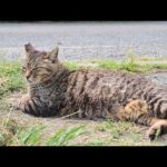 感動猫動画 のライブ配信(YouTube)