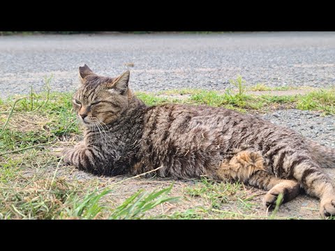 感動猫動画 のライブ配信(YouTube)