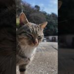 港に向かう道で人懐っこい猫に出会った  #ImpressedCatVideo #catisland #猫(YouTube)