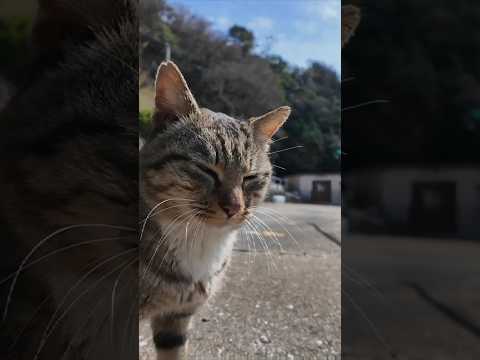 港に向かう道で人懐っこい猫に出会った  #ImpressedCatVideo #catisland #猫(YouTube)