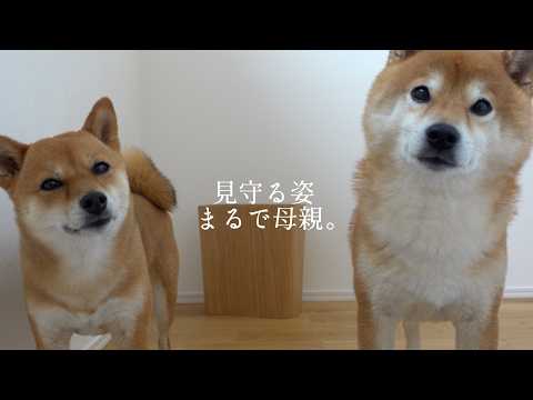 保護猫のお風呂を優しく見守る柴犬‥その姿はまるで母親でした。(YouTube)