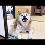 元気な猫たちを見てると自然と笑顔になる柴犬パパ(YouTube)
