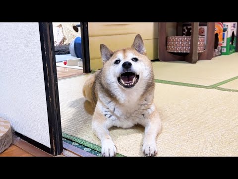 元気な猫たちを見てると自然と笑顔になる柴犬パパ(YouTube)