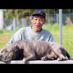 【ピットブル凶暴化】何故なの原因は？改善方法もお伝えします(YouTube)