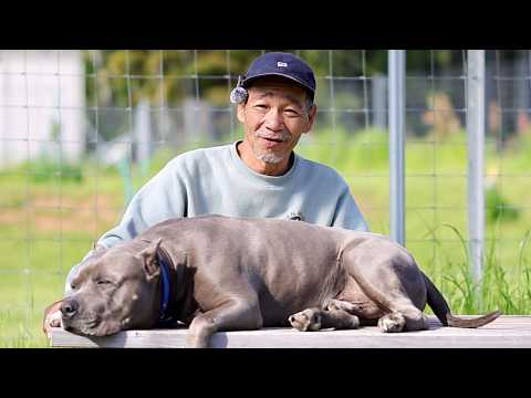 【ピットブル凶暴化】何故なの原因は？改善方法もお伝えします(YouTube)