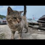猫島の漁港にいた猫ちゃんカワイイ(YouTube)