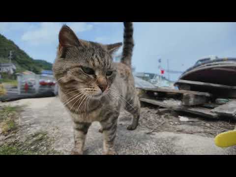 猫島の漁港にいた猫ちゃんカワイイ(YouTube)