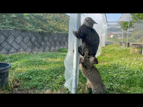 末永くみんな元気で居て欲しいと願う(YouTube)