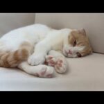 白目剥いたまま寝る変な癖がついちゃった猫が怖すぎました笑(YouTube)