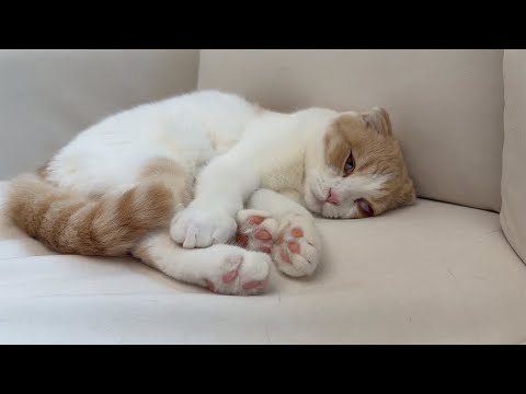 白目剥いたまま寝る変な癖がついちゃった猫が怖すぎました笑(YouTube)