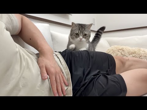 「おいで」と呼ぶとすぐ特等席に甘えに来る子猫なもっちゃん(YouTube)