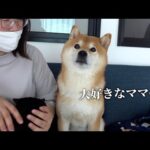 柴犬とデート/大好きなママとの時間をプレゼントしたら‥世界で一番の笑顔を見せました/Vlog(YouTube)