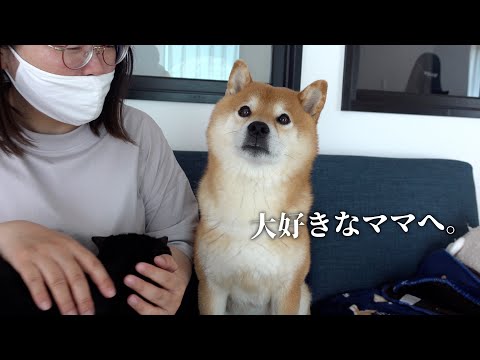 柴犬とデート/大好きなママとの時間をプレゼントしたら‥世界で一番の笑顔を見せました/Vlog(YouTube)