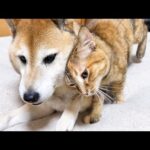 柴犬に甘える末っ子猫が甘え足りなく寂しそうにしていると…(YouTube)