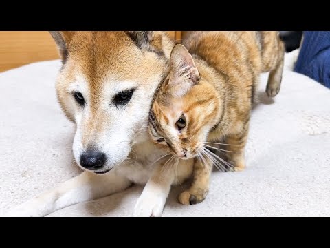 柴犬に甘える末っ子猫が甘え足りなく寂しそうにしていると…(YouTube)