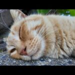 道路脇で寝ている猫島の猫たち(YouTube)