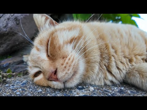 道路脇で寝ている猫島の猫たち(YouTube)