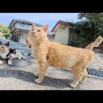 民家の前でご主人様の帰宅を待つ猫達をモフる(YouTube)