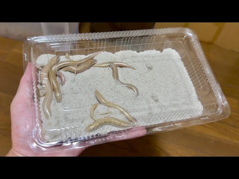 砂の中を泳ぎ回るエジプトのトカゲを大量にお迎えしました(YouTube)