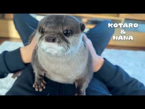 とあるカワウソの一日のトレーニングルーティン　 Otters Get RIPPED with Daily Workout Routine(YouTube)
