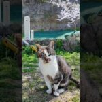 猫島の神社前の広場に行くと猫が集まってくる #ImpressedCatVideo #catisland #猫(YouTube)